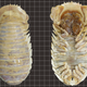 The dorsal and ventral sides of a newly discovered giant isopod species.